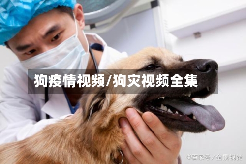 狗疫情视频/狗灾视频全集