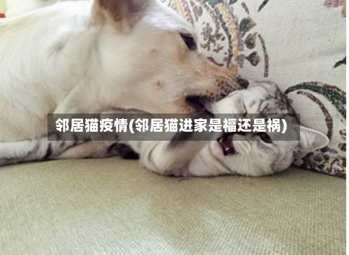 邻居猫疫情(邻居猫进家是福还是祸)-第2张图片