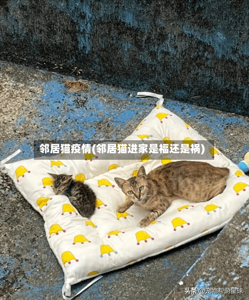 邻居猫疫情(邻居猫进家是福还是祸)-第3张图片