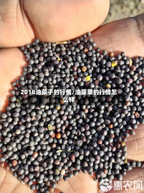 2018油菜子的行情/油菜菜的行情怎么样
