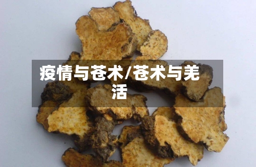 疫情与苍术/苍术与羌活-第2张图片