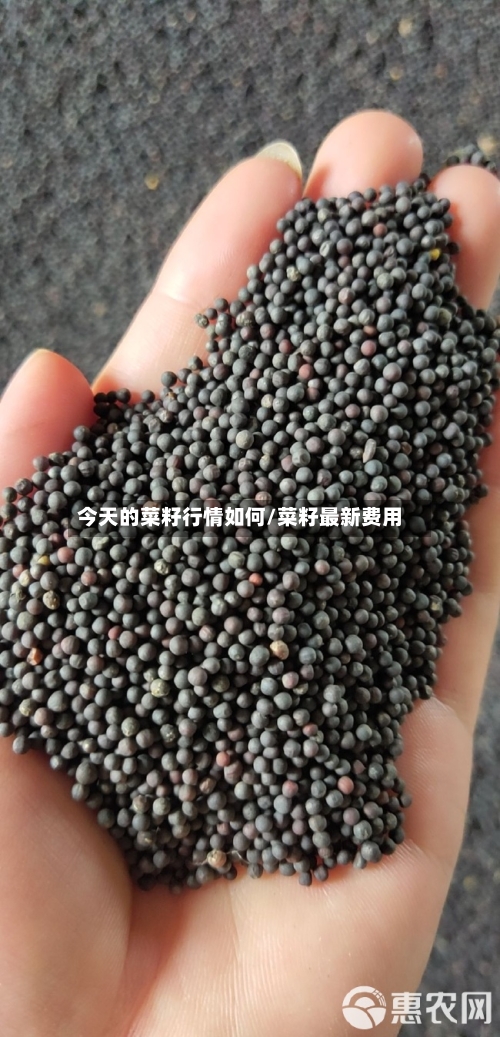 今天的菜籽行情如何/菜籽最新费用-第3张图片