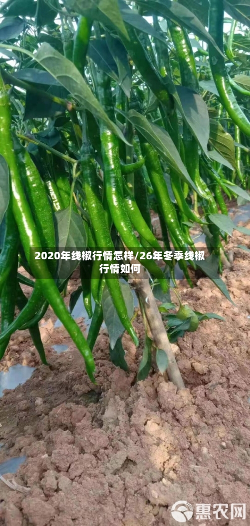 2020年线椒行情怎样/26年冬季线椒行情如何-第2张图片