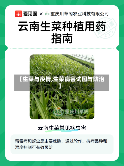 【生菜与疫情,生菜病害试图与防治】-第3张图片
