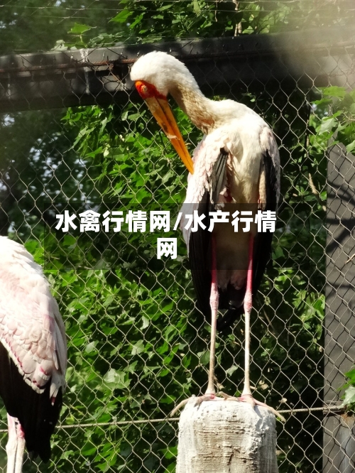 水禽行情网/水产行情网