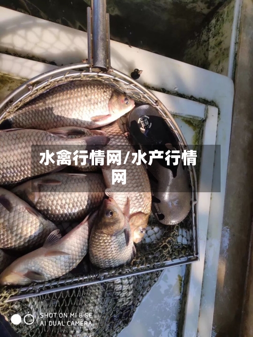 水禽行情网/水产行情网-第2张图片