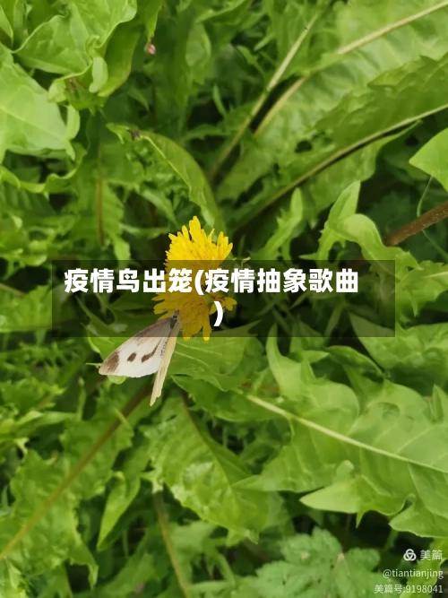 疫情鸟出笼(疫情抽象歌曲)-第2张图片