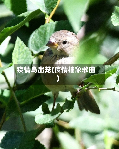 疫情鸟出笼(疫情抽象歌曲)