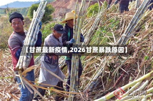 【甘蔗最新疫情,2026甘蔗暴跌原因】