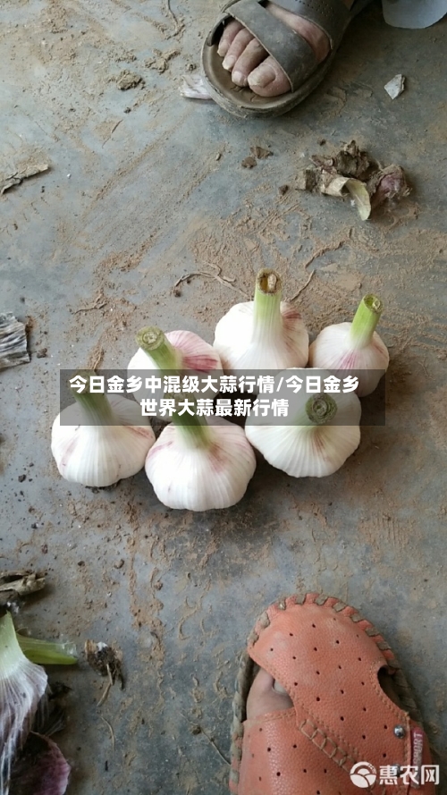 今日金乡中混级大蒜行情/今日金乡世界大蒜最新行情-第2张图片