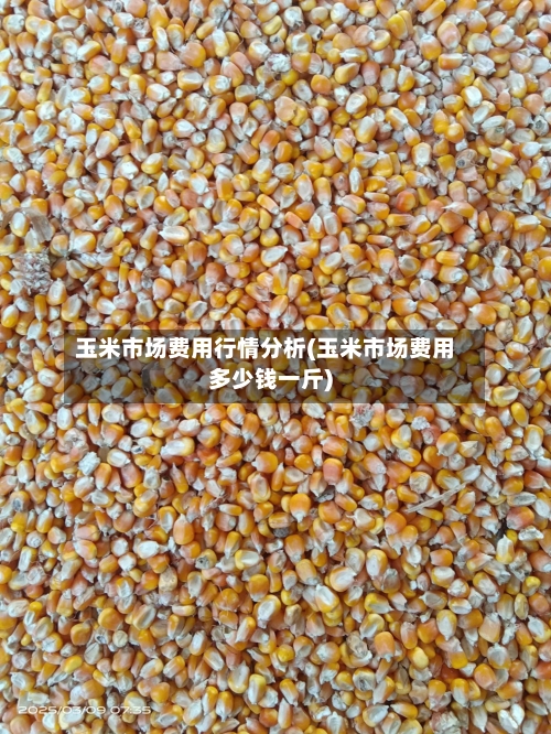 玉米市场费用行情分析(玉米市场费用多少钱一斤)