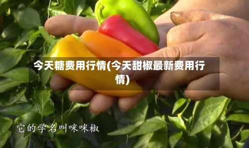 今天糖费用行情(今天甜椒最新费用行情)