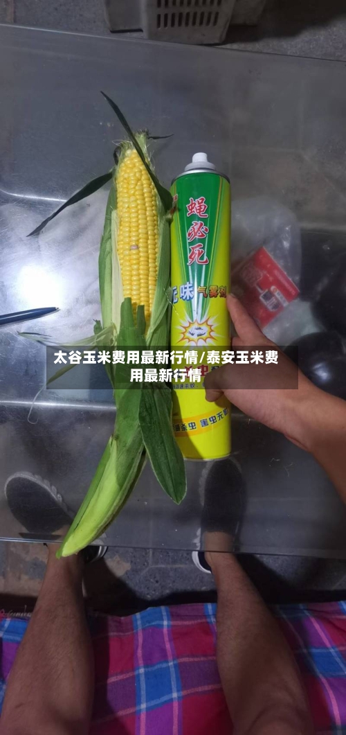 太谷玉米费用最新行情/泰安玉米费用最新行情-第2张图片