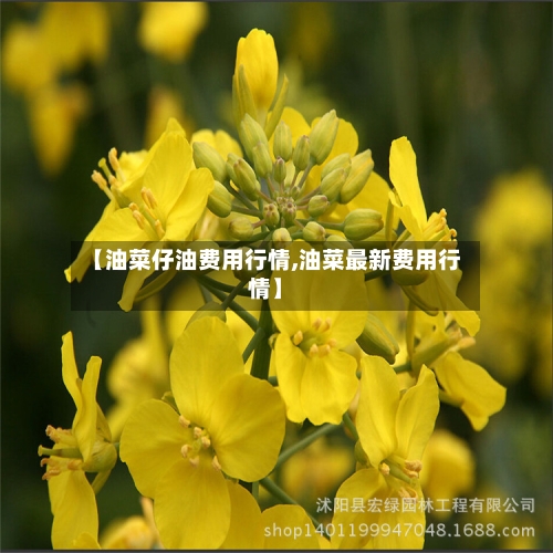 【油菜仔油费用行情,油菜最新费用行情】