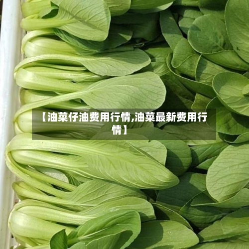 【油菜仔油费用行情,油菜最新费用行情】-第3张图片